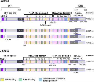 The RNA helicase DDX3 and its role in c-MYC driven germinal center-derived B-cell lymphoma
